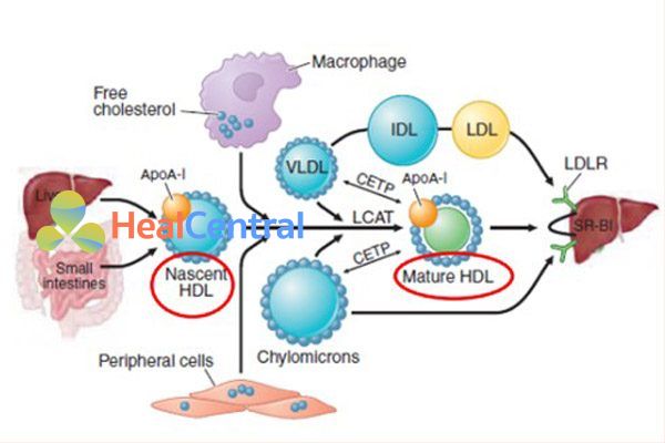Chuyển hóa HDL và quá trình vận chuyển ngược cholesterol