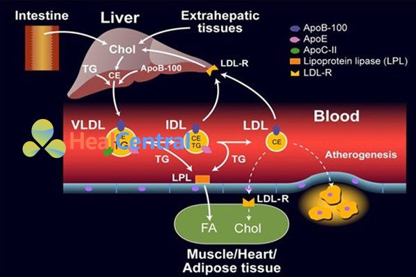 Quá trình chuyển đổi từ VLDL sang LDL