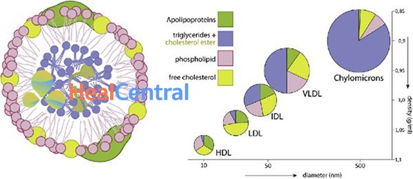 Tỉ trọng và tỉ lệ các thành phần trong lipoprotein