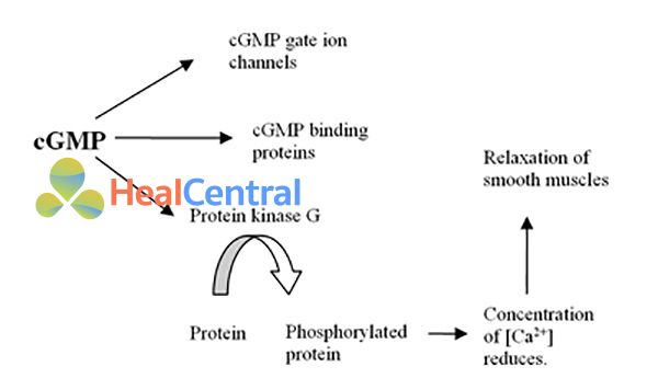 Các vai trò của cGMP trong cơ thể