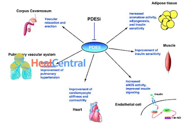 Các cơ quan trong cơ thể biểu hiện nhiều PDE-5