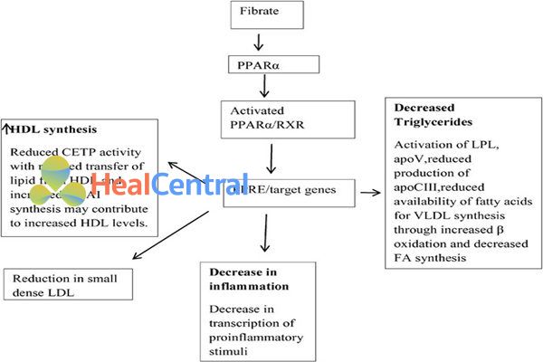 Các tác dụng của Fibrates