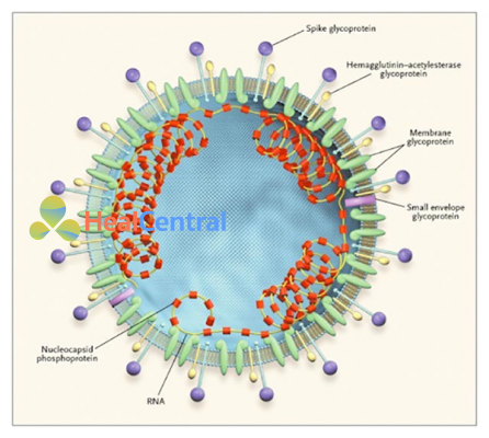 Cấu trúc CoronaVirus liên quan đến SARS