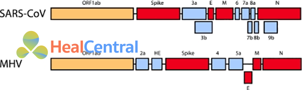 Ảnh: Cấu trúc genome của SARS-CoV và MHV.