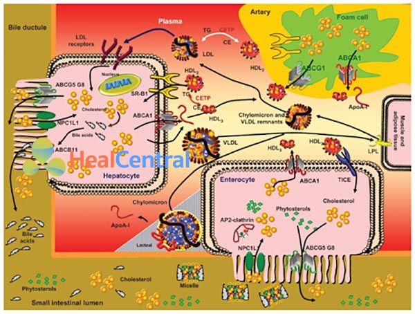 Chuyển hóa lipid và lipoprotein