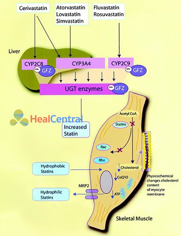 Cơ chế độc tính của statin trên cơ vân