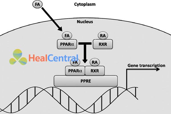 Cơ chế hoạt động của Fibrates