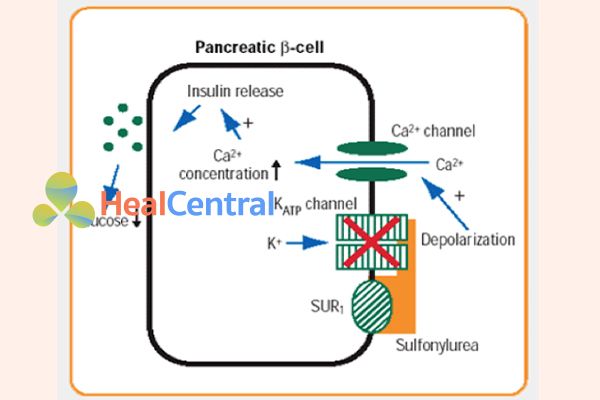 Hình trên là cơ chế tác dụng của glipizid- một sulfonylurea.