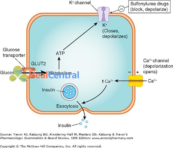 Hình trên là cơ chế tác dụng của glimepiride- một sulfonuyurea