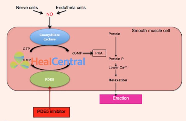 Cơ chế tác dụng của các thuốc ức chế PDE-5 trên sự cương dương