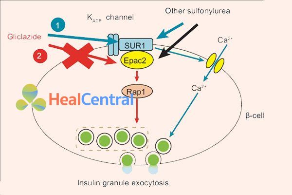 Cơ chế tác dụng của Gliclazide