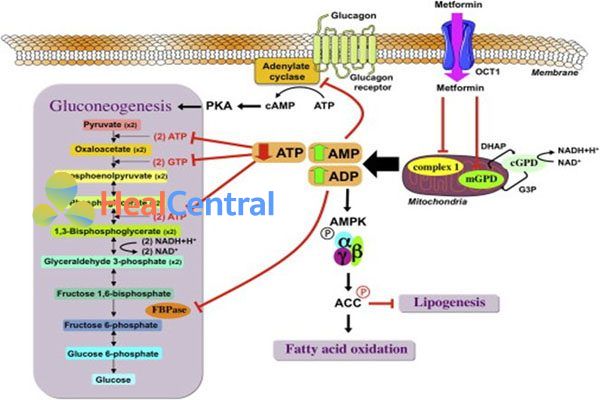 Cơ chế tác dụng của Metformin