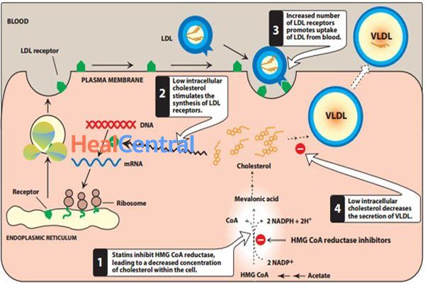 Cơ chế tác dụng của statin