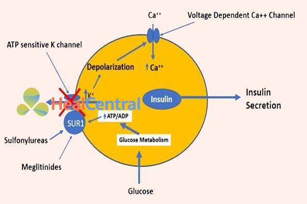 Cơ chế tác dụng của Sulfonylurea