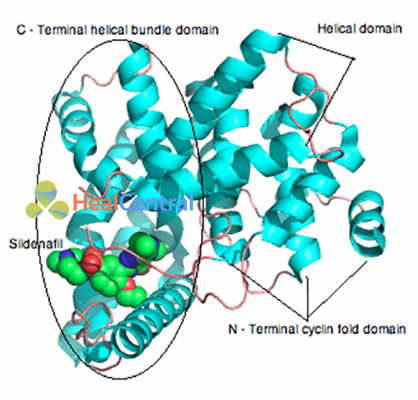 Sự liên kết của sildenafil với PDE-5