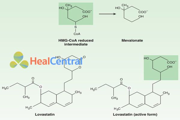 Phần cấu trúc tương tự giữa lovastatin ( dạng hoạt động) và HMG-CoA