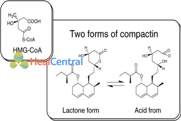 Sự tương đồng về cấu trúc giữa compactin và HMG-CoA
