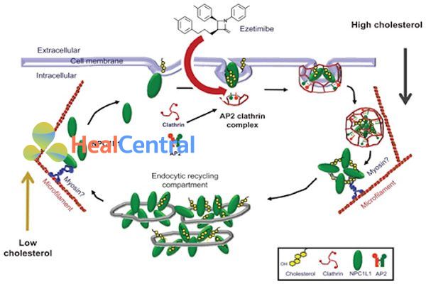 Tác dụng của ezetimibe trên hấp thu cholesterol qua trung gian NPC1L1