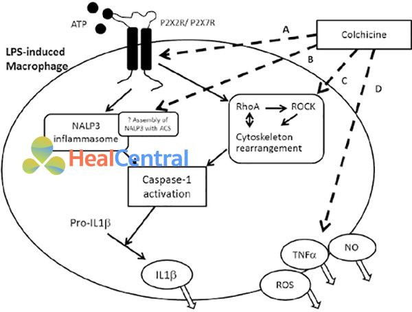 Tóm tắt cơ chế chống viêm của colchicine