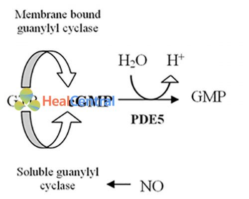 Vai trò của PDE-5