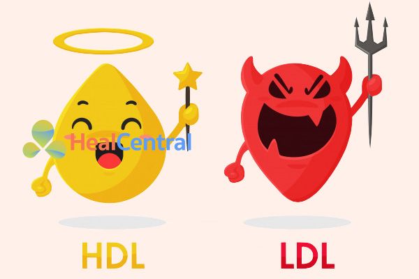 Cholesterol xấu ( LDL) và Cholesterol tốt (HDL)