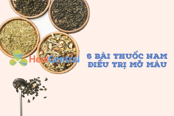 6 bài thuốc nam điều trị mỡ máu hiệu quả