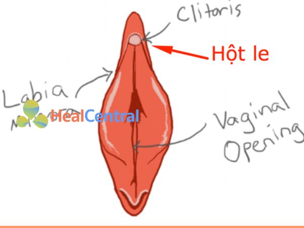 Kích thích hột le là kích thích vào trung tâm sung sướng của chị em