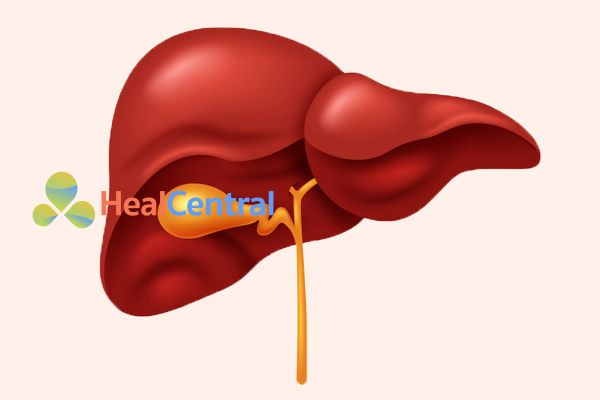 Gan là bộ phận quan trọng nhất trong cơ thể