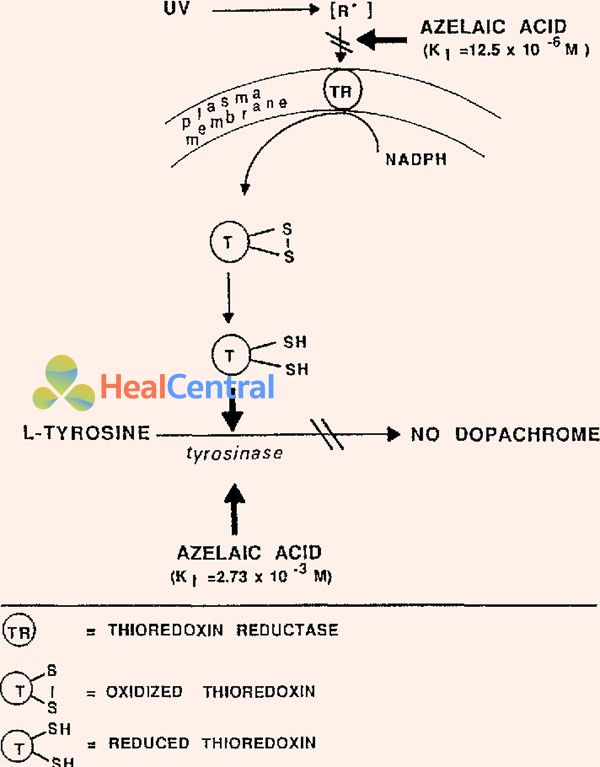 Cơ chế tác dụng của Azelaic Acid lên TB biểu bì người