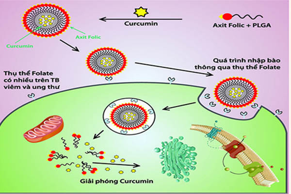 Tác dụng của Curcumin