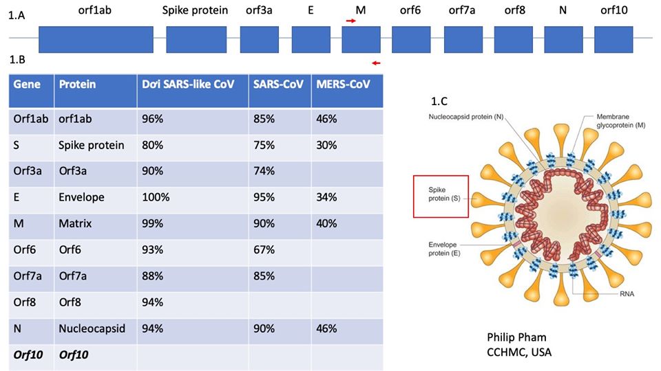 virus Corona nCoV