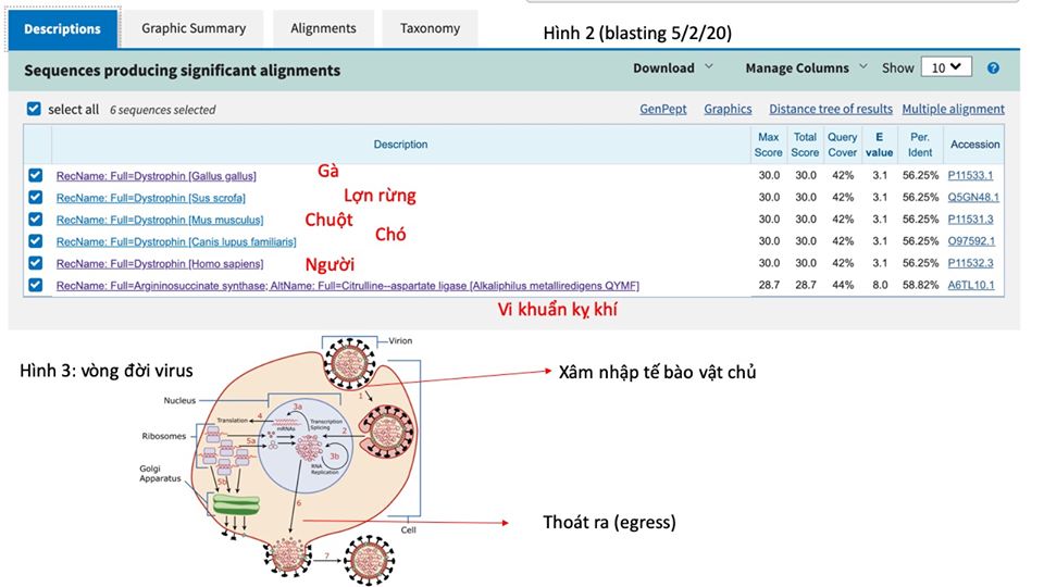 virus Corona nCoV