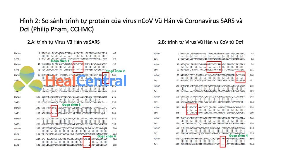 Hình 2: So Sánh trình tự Protein của virus nCoV Vũ Hán và Coronavirus SARS và Dơi (Philip Phạm, CCHMC).