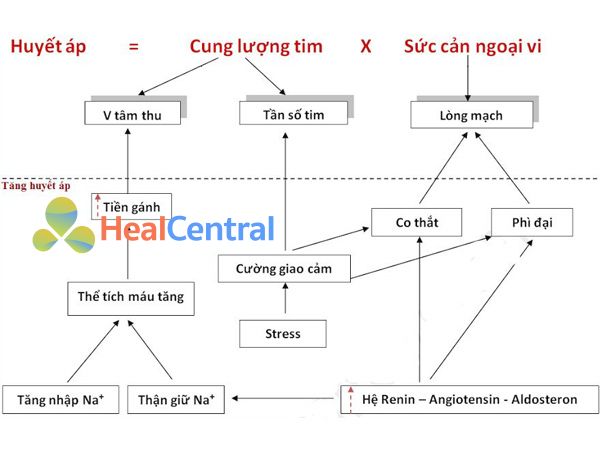 Cơ chế gây tăng huyết áp