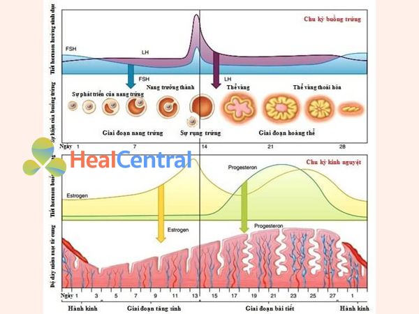 Quá trình diễn ra trong một chu kỳ kinh nguyệt