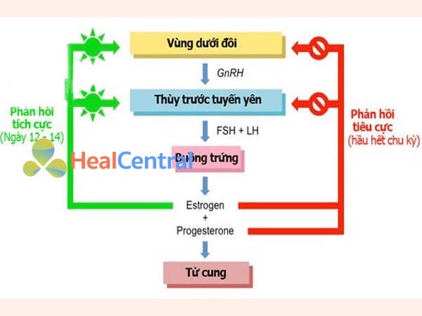 Chu kỳ kinh nguyệt được điều khiển bởi sự thay đổi hàm lượng hormone trong cơ thể