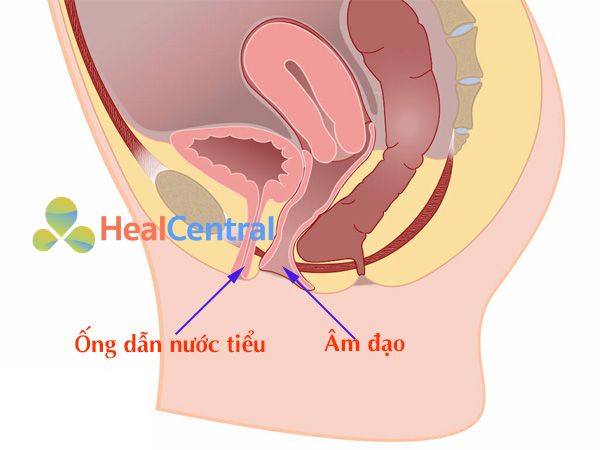 Cấu trúc và vị trí của ống dẫn nước tiểu và âm đạo