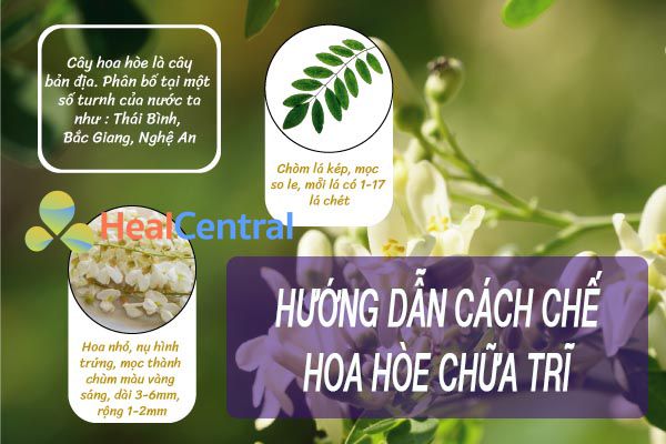 Cách chế hoa hòe chữa trĩ