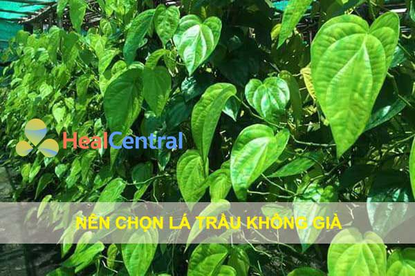 Cách chọn lá trầu không chữa trĩ