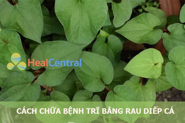 Cách chữa trĩ nội, trĩ ngoại tại nhà bằng rau diếp cá