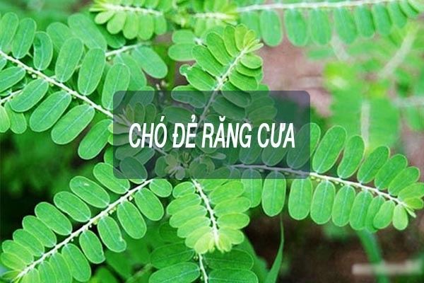 Cây Chó Đẻ Răng Cưa