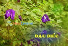 Cây Đậu biếc