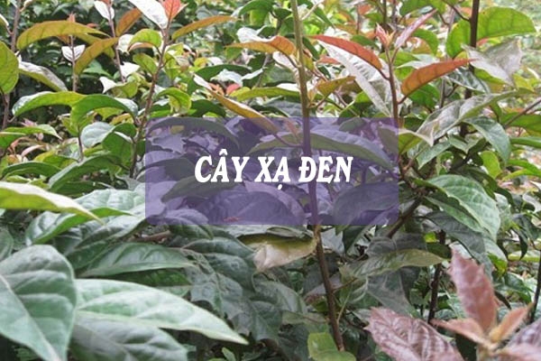 Xạ đen thường xuyên xất hiện trong các bài thuốc chữa tăng huyết áp