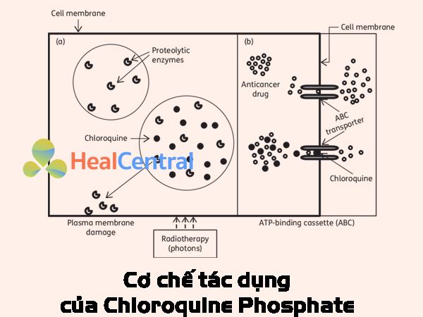 Cơ chế tác dụng của Chloroquine Phosphate