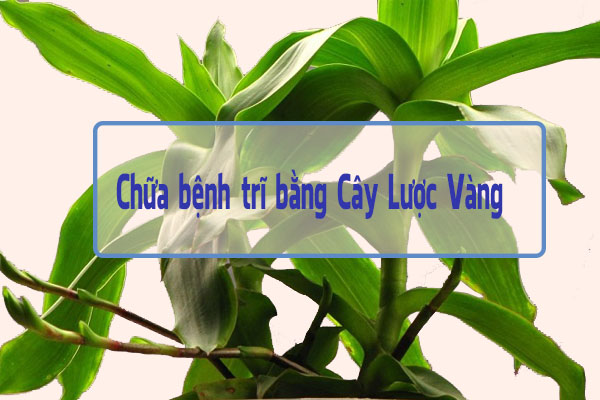 Cây Lược Vàng chữa trĩ rất hiệu quả