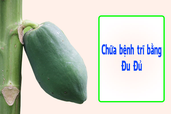 Chữa bệnh trĩ bằng đu đủ rất hiệu quả