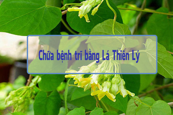 Hoa Thiên Lý ngăn ngừa bệnh trĩ hiệu quả