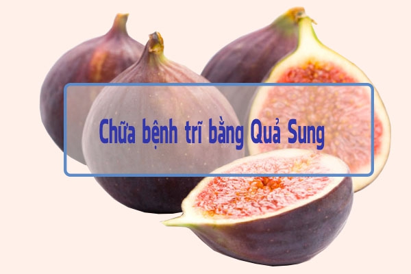 Sung có tác dụng chữa bệnh trĩ