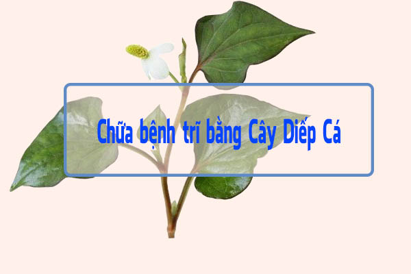 Rau Diếp Cá có tác ngăn ngừa trĩ rất tốt