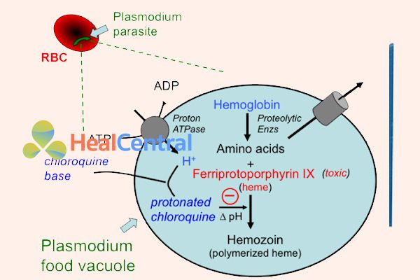 Ảnh: Cơ chế tác dụng của Chloroquine lên ký sinh trùng sốt rét.